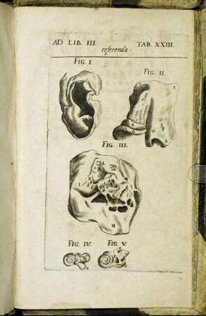 Ad Lib. III. Tab. XXIII.