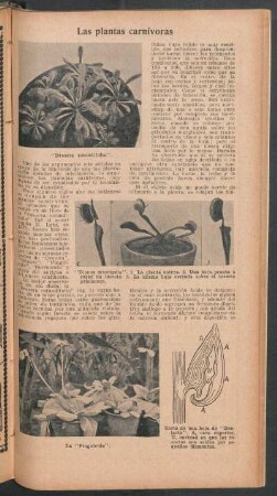 Las plantas carnívoras