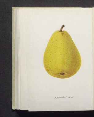 Alexander Lucas