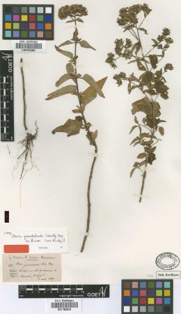 Stevia grandidentata Sch.Bip. ex Hieron. [type]