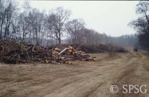 Potsdam, Park Sacrow, Gerodetes und gefälltes Holz unweit der Potsdamsicht.