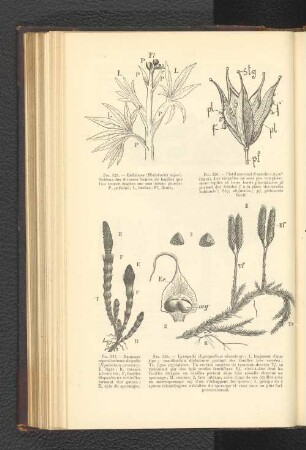 Fig. 325. - Hellébore (Helleborus niger). Schéma...fleurs.