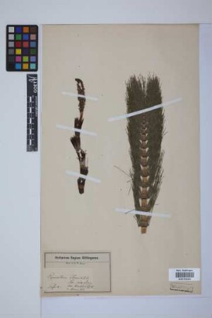 Equisetum telmateia telmateia Ehrh.