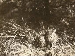 Feldhase (Lepus europaeus), Junge im Lager