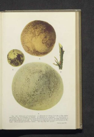 Fig. 188. A-D