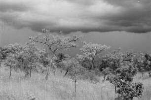 Savanne : Blick durch Weihrauchbäume in der Savanne des Sudan-Tieflandes
