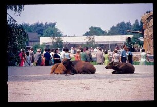 Zoo 5.7.69.