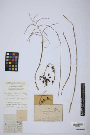 Chamaedorea sp.