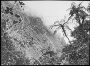 Nebelwald von Challana mit Baumfarn, Chusquea und Incensis
