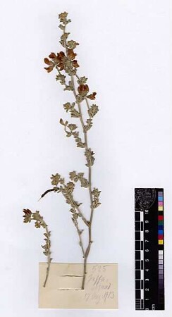 Leguminosae Lotus commutatus [Tel Aviv, Tel-Aviv, Tel Aviv-Jaffa, Tel Aviv-Yafo]
