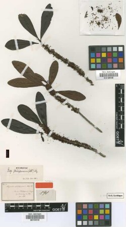 Myrsine philippinensis A.DC. [isotype]