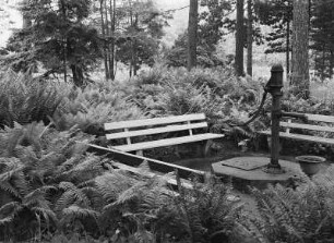 Dresden. Botanischer Garten, Farnquartiere : Dresden-Altstadt, Botanischer Garten. Farnquartier mit Bankgruppe und Handschwengelpumpe