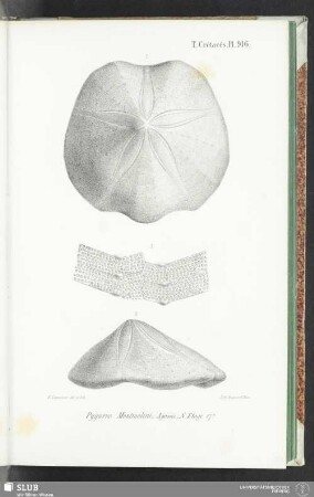 Pl. 916