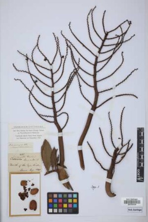 Calamus hookeri G.Mann & H.Wendl.[isotype]