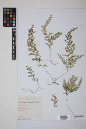 Selaginella novae-hollandiae (Sw.) Spring
