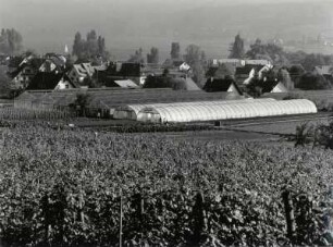 Insel Reichenau, Weinfelder und Gewächshäuser
