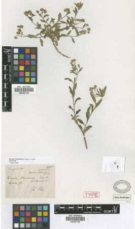 Baccharis pulchella Sch.Bip. ex Griseb. [syntype]