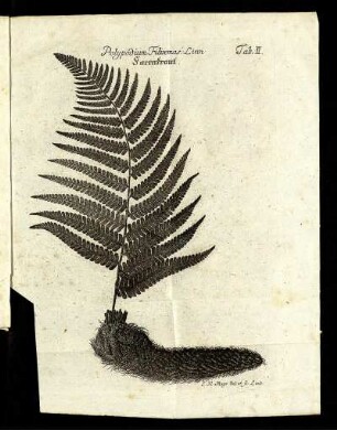 Tab. II. Polypodium Filixmas Linn - Farrnkraut.