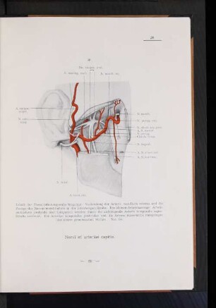 Nervi et arteriae capitis.