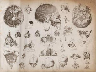 Gehirnschädelgrundfläche , basis cranii, eines weiblichen Schädels