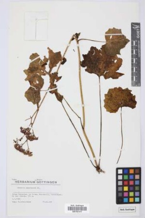 Senecio papyraceus DC.