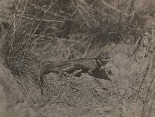Zauneidechse (Lacerta agilis), Abwehrstellung