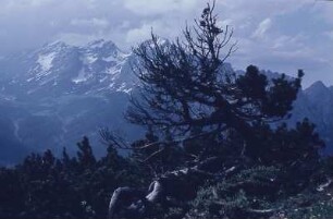 Mittenwald/Karwendel. Bergkiefer und Bergpanorama