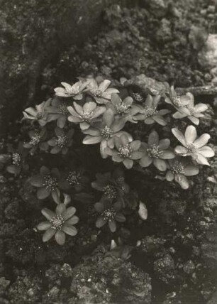 Leberblümchen (Hepatica nobilis, Syn. Anemone hepatica)