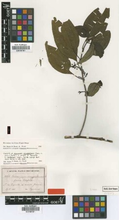 Mecranium amygdalinum (Desr.) C.Wright f. latifolia Cogn.