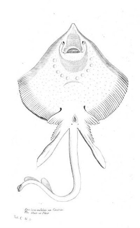 Tab C5