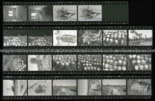 Kambodscha - Gedenkstätte zu den Massenmorden der Roten Khmer (Killing Field) ?