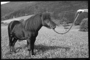 Glotterbad: Shetland Pony, Tochter Wiards