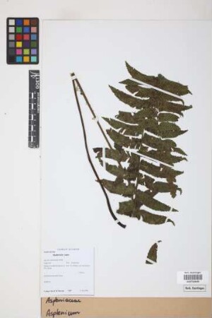 Asplenium spec.