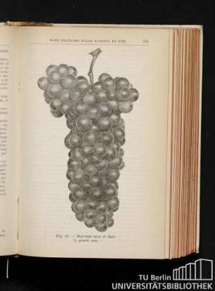 Fig. 58. - Malvasia nera di Bari. 1/2 grand. nat.