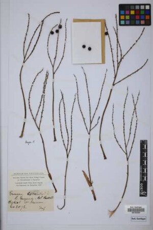 Geonoma leptospadix Trail