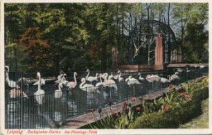 Leipzig: Zoologischer Garten ; Am Flamingo-Teich