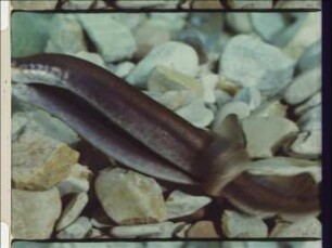 Reproduction and Embryonic Development of Lampreys (Lampetra fluviatilis, Lampetra planeri)