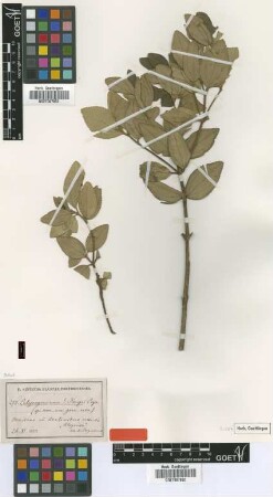 Calycogonium krugii Cogn. [type]