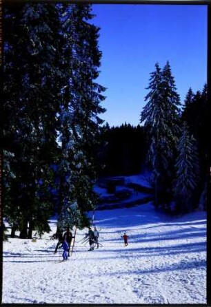 Schauinsland: Skiläufer kommen aus Wald