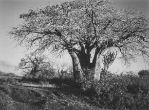 Baobab : Affenbrotbäume in der Savanne
