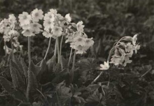 Hohe Schlüsselblume (Primula elatior)