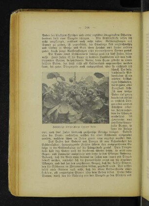 Zweijährige Erdbeerpflanze Laxtons Noble.
