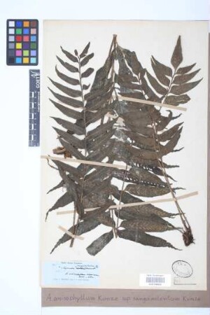 Asplenium anisophyllum var. sanguinolentum (Kunze) Hieron.
