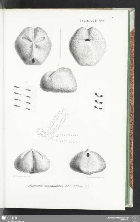 Pl. 889
