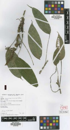 Anthurium ottobuchtienii Croat & Acebey [paratype]