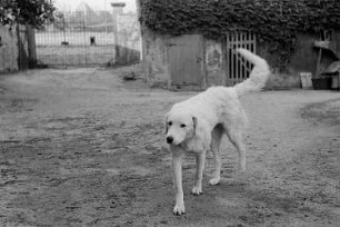 Hunde : Hund
