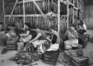 Tabak : Thammenhain. Frauen bei der Tabakverarbeitung