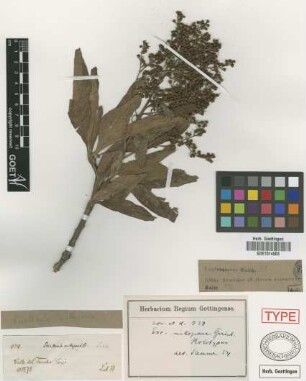 Escallonia millegrana Griseb.[holotype]