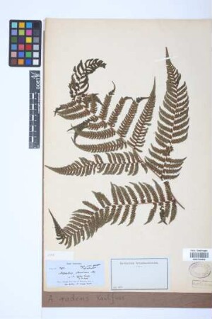 Alsophila radens Kaulf.