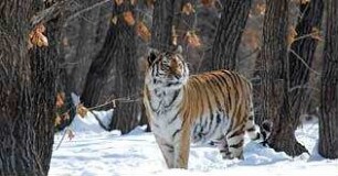 Russland - Im Reich der Tiger, Bären und Vulkane